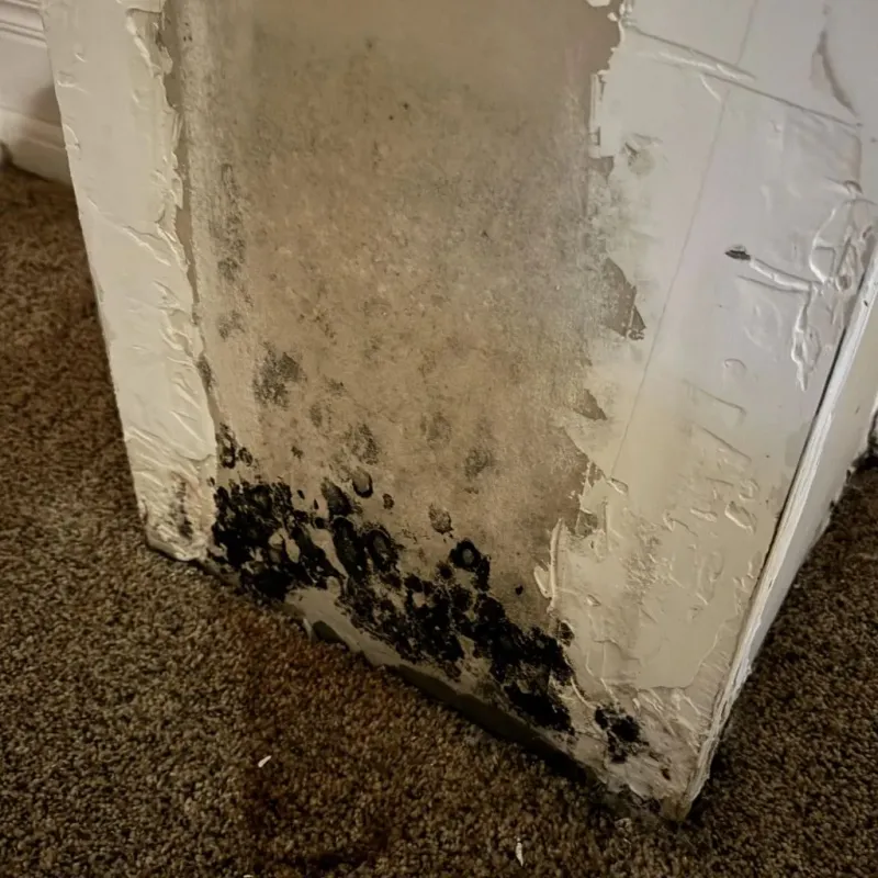 Professional Mold Removal in Macon, MS